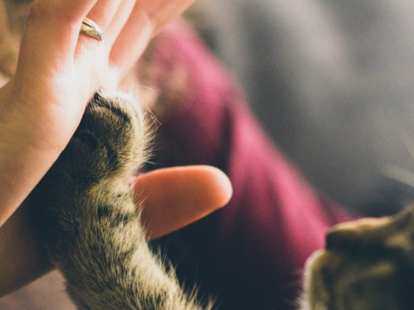 Will for Pets in Singapore – How to Protect Your Pet’s Future