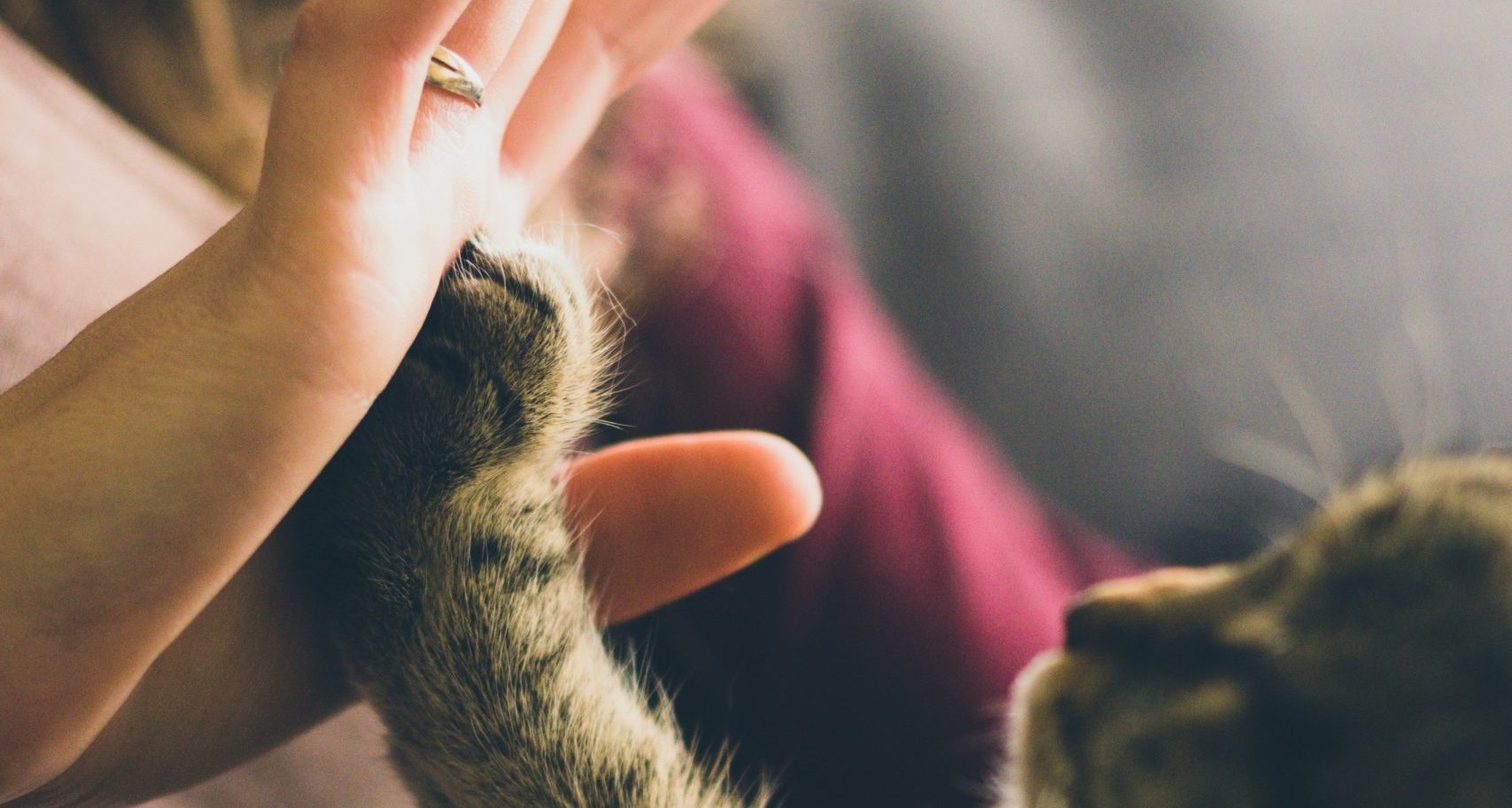 Will for Pets in Singapore – How to Protect Your Pet’s Future