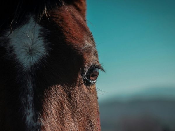 Animal Welfare in Singapore: Understanding Offences and Penalties | Animal Cruelty in Singapore