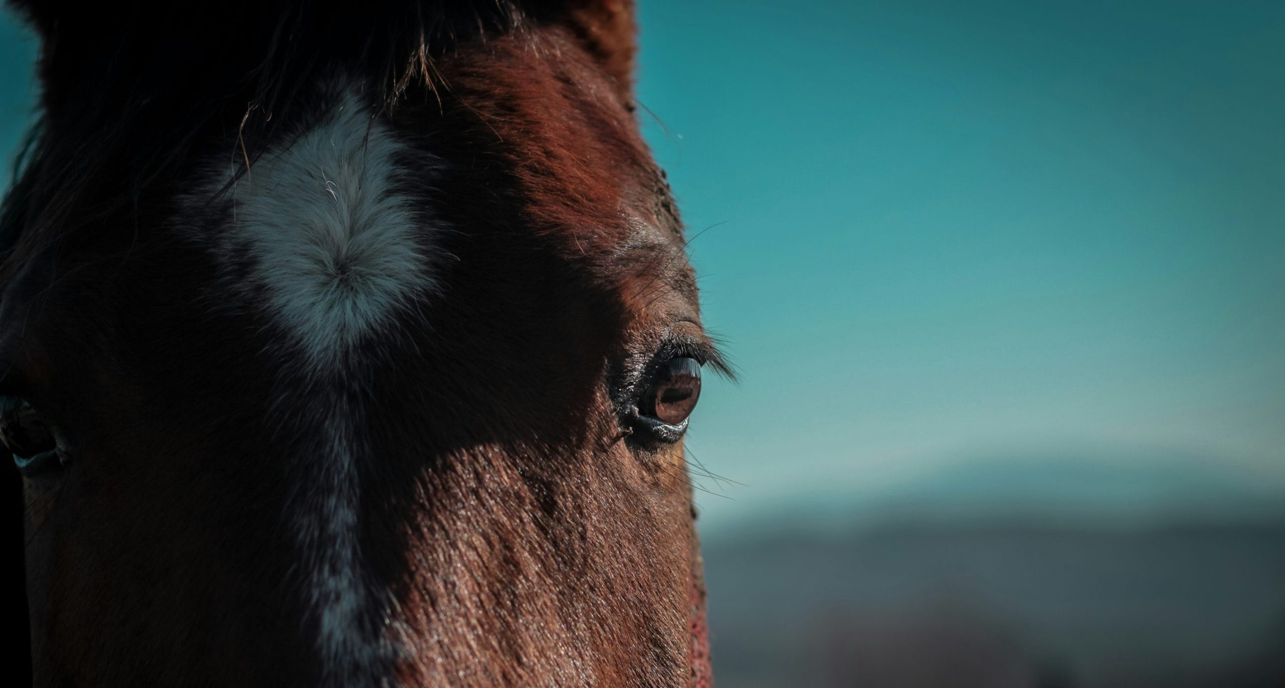 Animal Welfare in Singapore: Understanding Offences and Penalties